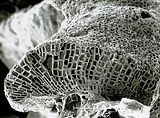 5 - Sezione longitudinale radiale del margine